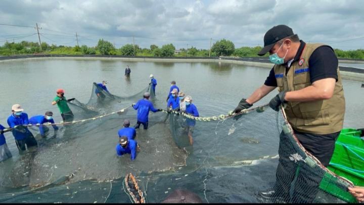 HD Wujudkan Impian Petambak Udang dengan Program Listrik Masuk Tambak